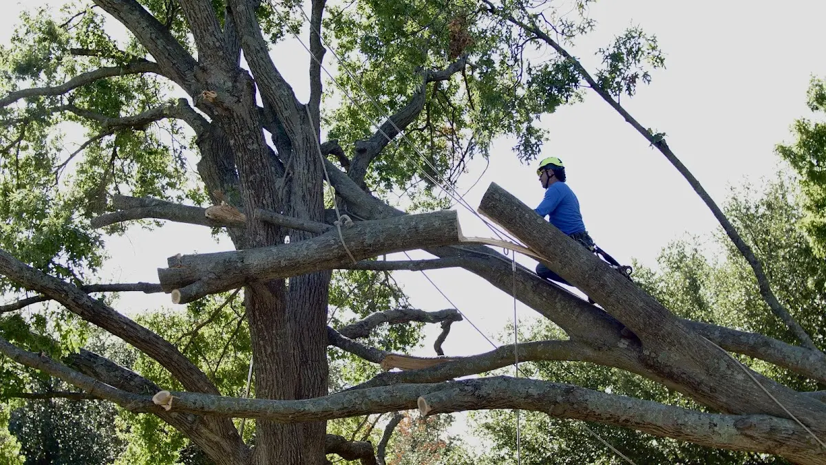 Professional Crown Thinning performed by certified arborists in Christoval
