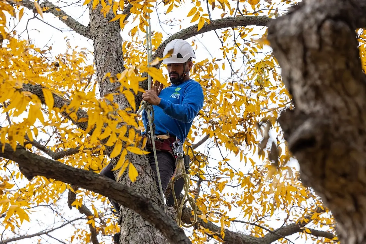 Skilled Storm Damage Cleanup crew working in Christoval