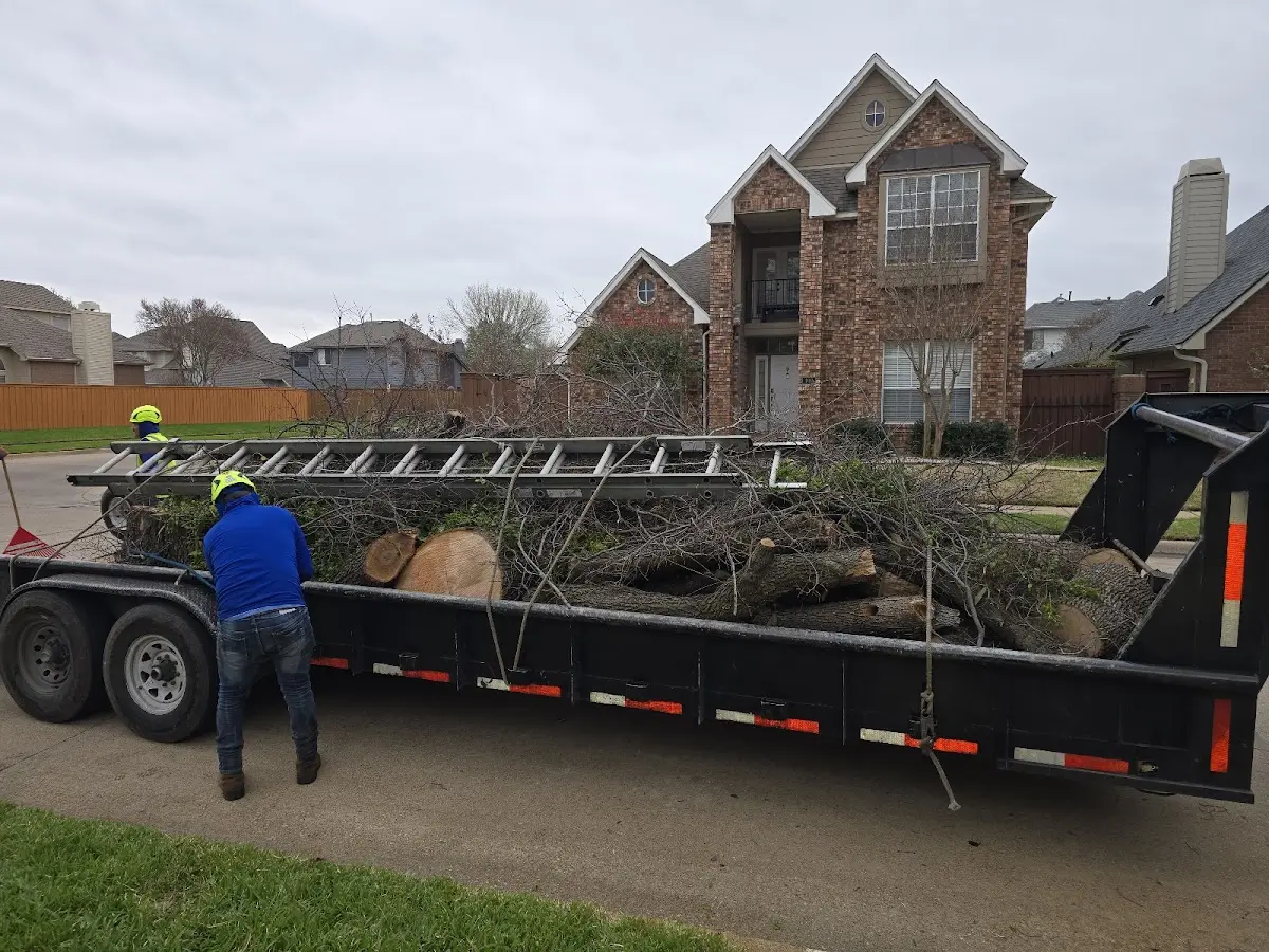 Expert Tree Removal with proper safety equipment in Christoval